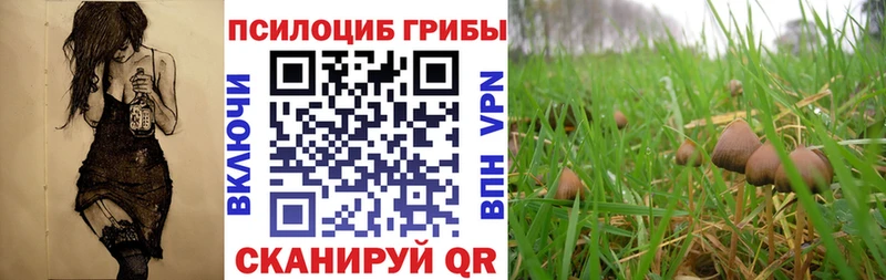 хочу   Гаврилов Посад  Галлюциногенные грибы MAGIC MUSHROOMS 